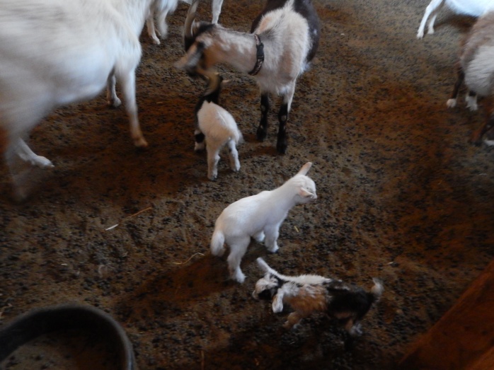 goats1.JPG